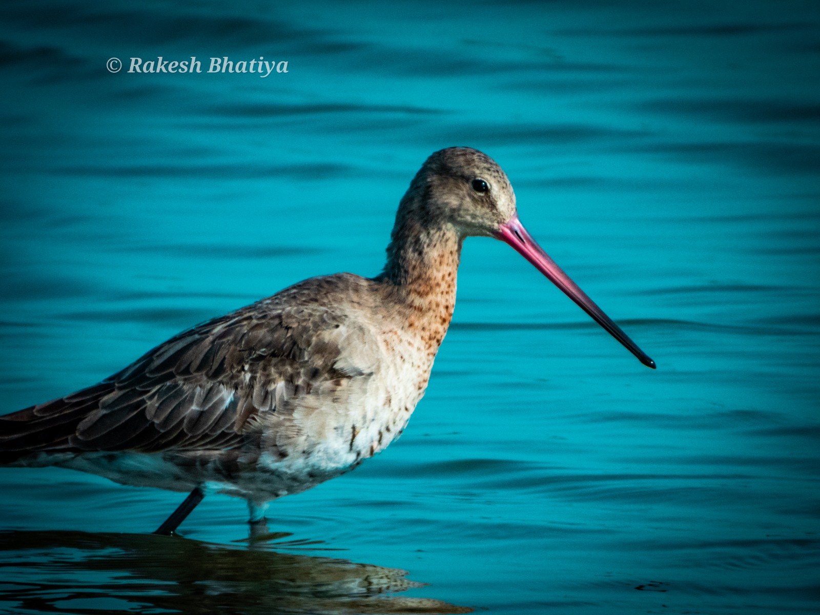Black-tailed Godwit